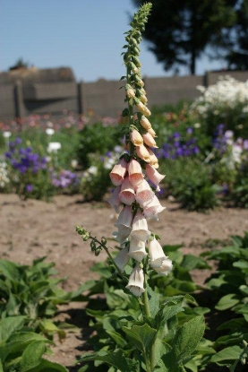 Picture of Digitalis Purpurea (Foxglove) - Apricot